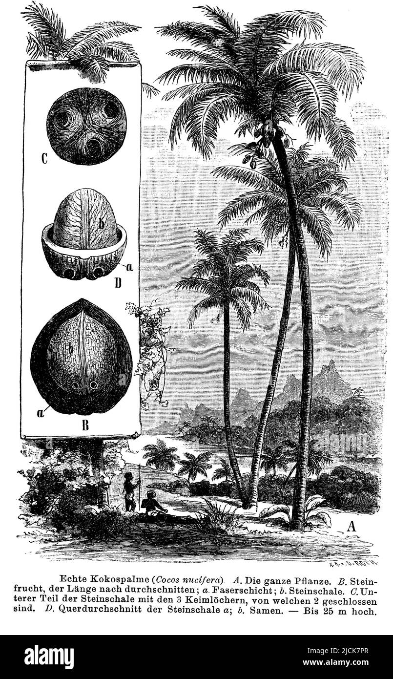 Coconut palm, Cocos nucifera, O. Roth (botany book, 1892), Kokospalme