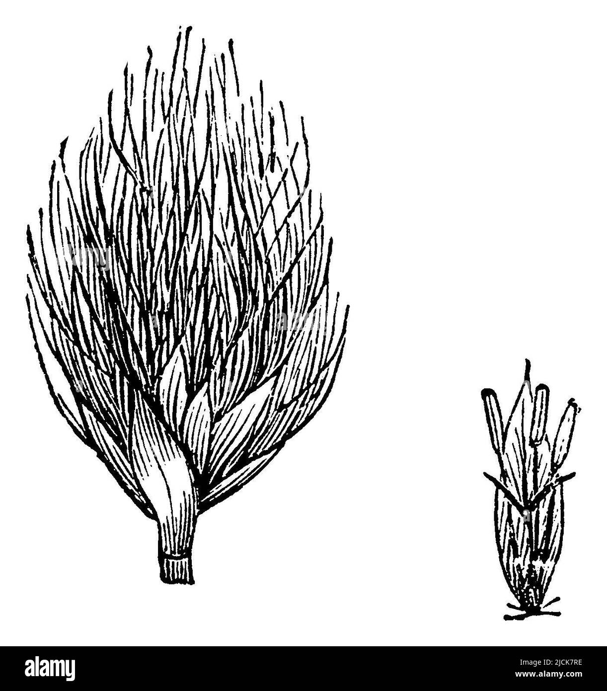 hare's-tail cottongrass  A. Fruit-bearing , left: Fruit-bearing spikelet. right: A flower, Eriophorum vaginatum, anonym (botany book, 1892), Scheiden-WollgrasScheiden-Wollgras, links: Fruchttragendes Ährchen. rechts: Eine Blüte, Linaigrette vaginée, à gauche : épi fructifère. à droite : une fleur Stock Photo