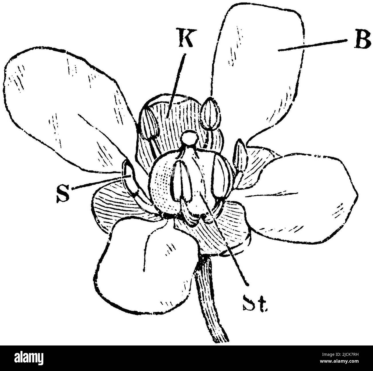 Common Scurvygrass, Flower: K) calyx, B) petal, S) stamen, St) pistil, Cochlearia officinalis, anonym (botany book, 1875), Echtes Löffelkraut, Blüte: K) Kelch, B) Blumenblatt, S) Staubblatt, St) Stempel, Cranson Officinal, Fleur : K) calice, B) pétale, S) étamine, St) pistil Stock Photo