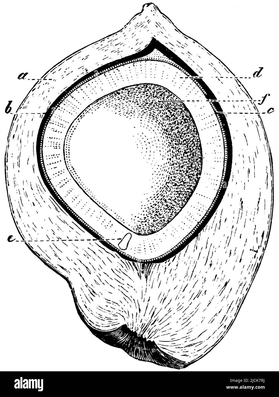 Coconut palm(a) epicarpium, (b) endocarpium, (c) seed coat, (d) seed albumen, (e) germ, (f) cavity in the seed albumen containing the milk., Cocos nucifera, anonym (botany book, 1875), Kokospalme, der Länge nach durchschnitten. a) Epicarpium, b) Endocarpium, c) Samenschale, d) Sameneiweiß, e) Keim, f) Höhle im Sameneiweiß, welche die Milch enthält, Cocotiera) épicarpe, b) endocarpe, c) tégument, d) albumen, e) germe, f) cavité dans l'albumen contenant le lait. Stock Photo