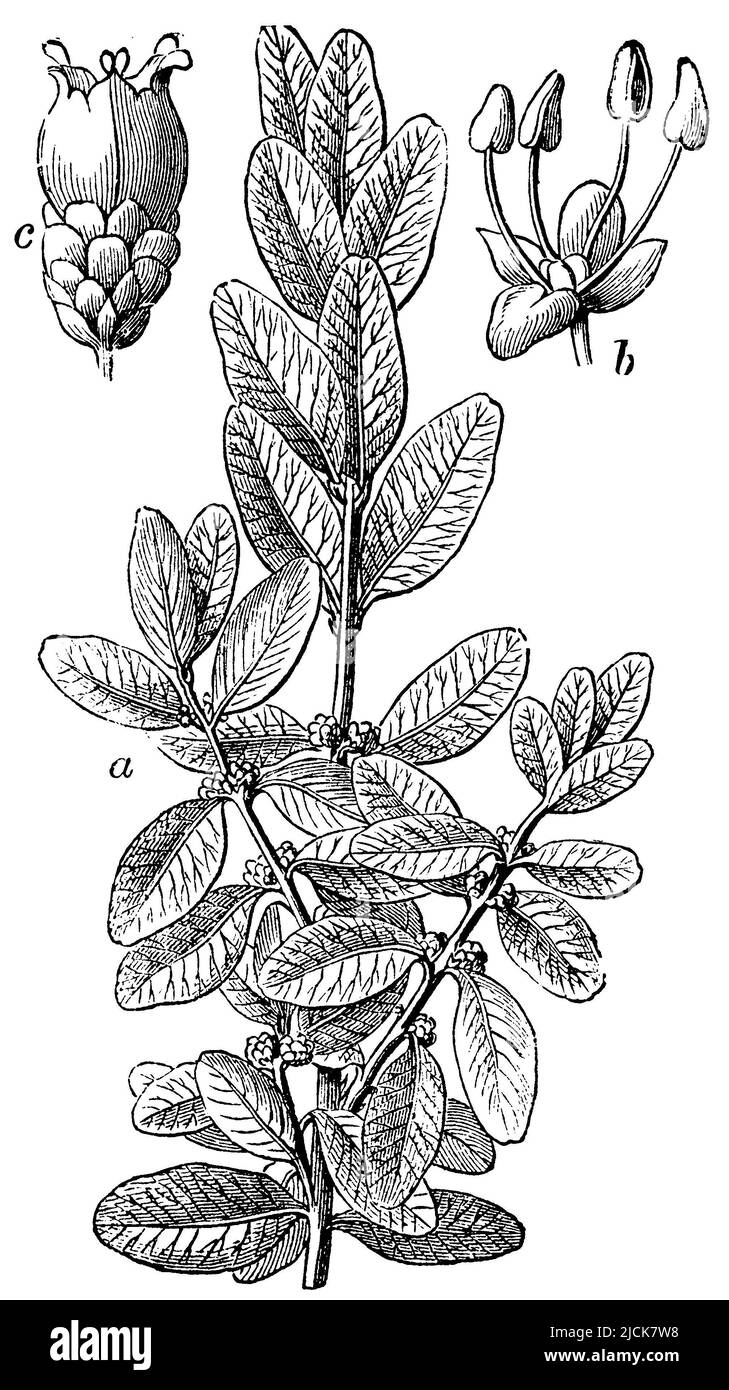 Boxwood, Buxus sempervirens,  (encyclopedia, 1893), Gewöhnlicher Buchsbaum, Buis toujours vert Stock Photo