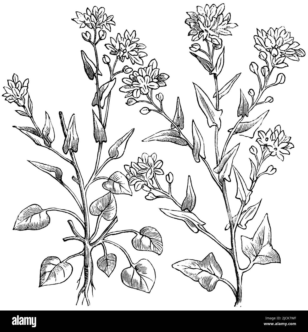 Common Scurvygrass, Cochlearia officinalis,  (encyclopedia, 1893), Echtes Löffelkraut, Cranson Officinal Stock Photo