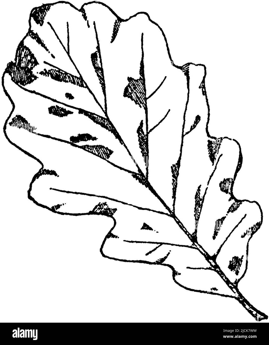 sessile oak, leaf, Quercus petraea, FSM (pattern book, ), Traubeneiche, Blatt, chêne rouvre, feuille Stock Photo
