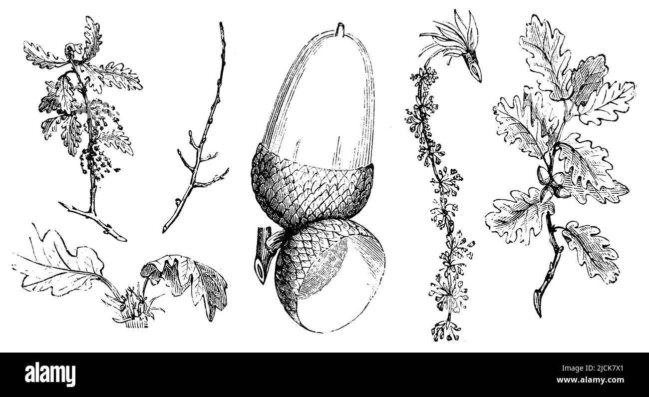 sessile oak, Quercus petraea,  (garden book, 1877), Traubeneiche, chêne rouvre Stock Photo