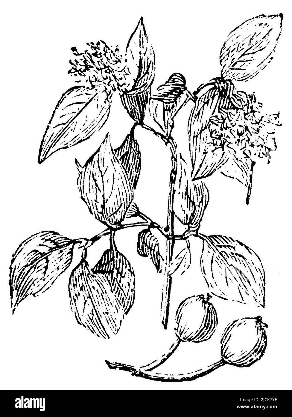common dogwood, Cornus sanguinea,  (garden book, 1877), Roter Hartriegel, Cornouiller sanguin Stock Photo