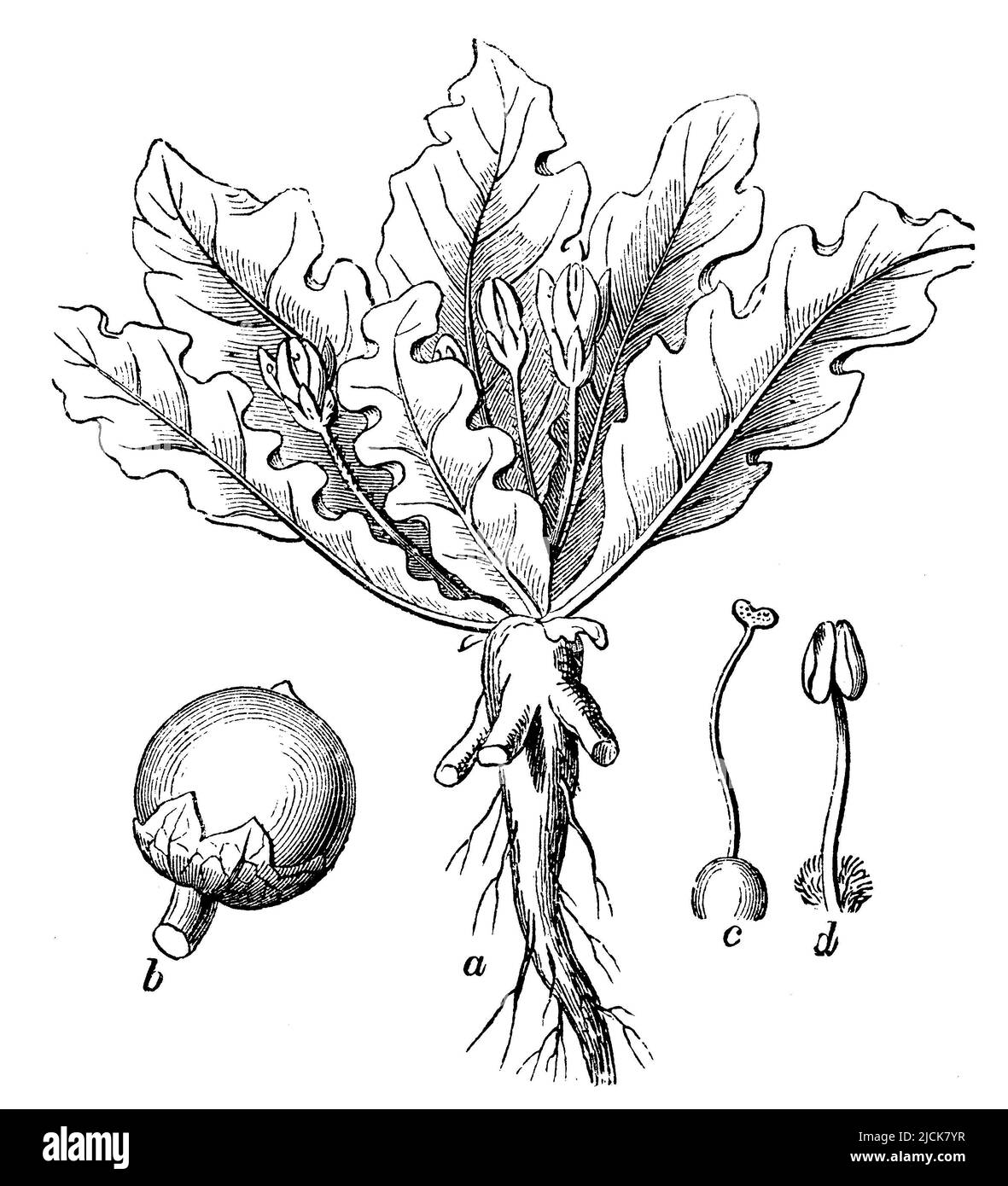 mandrake, with flower and fruit, Mandragora officinarum,  (religion history book, 1885), Alraune, mit Blüte und Frucht, Mandragore, avec fleur et fruit Stock Photo