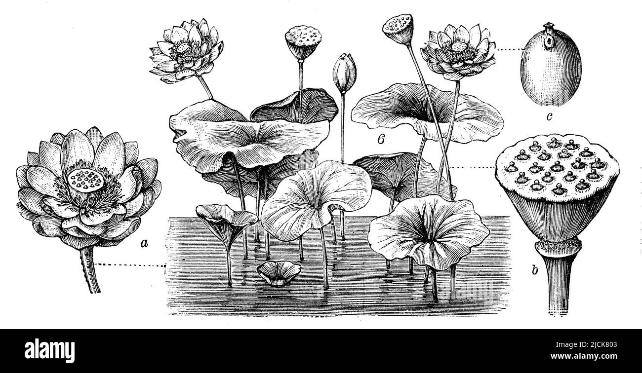 Nelumbo nucifera, Nelumbo nucifera,  (encyclopedia, 1898), Indische Lotosblume, lotus sacré Stock Photo