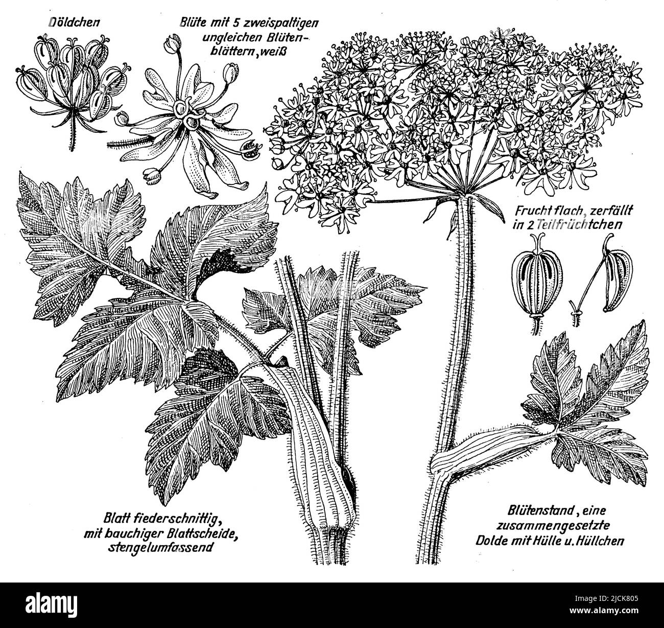 giant hogweed, Heracleum mantegazzianum Syn. Heracleum giganteum,  (biology book, 1941), Riesen-Bärenklau, Berce du Caucase Stock Photo