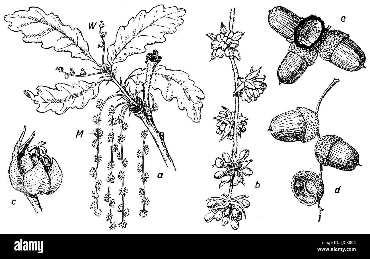 French oak, a Flowering branch of English oak (M male, W female inflorescence), b male inflorescence, c female flower, d fruiting branch of English oak and e of sessile oak, Quercus robur,  (biology book, 1941), Stieleiche, a Blühender Zweig der Stieleiche (M männliche, W weibliche Blütenstände), b männlicher Blütenstand, c weibliche Blüte, d Fruchtstand der Stieleiche und e der Traubeneiche, chêne pédonculé, Stock Photo