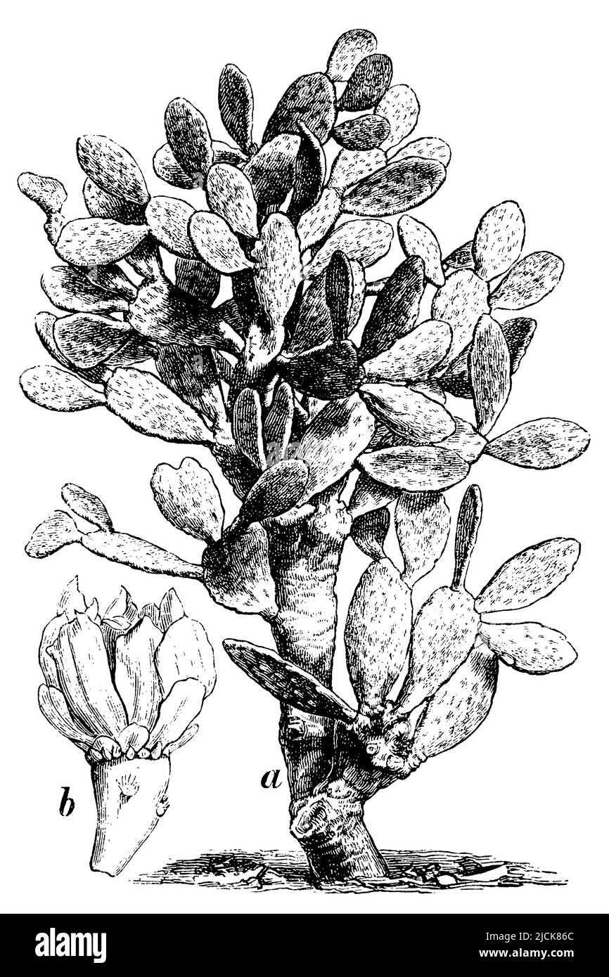 Indian Fig a an old trunk, b flower, Opuntia ficus-indica,  (botany book, 1898), Feigenkaktus a ein alter Stamm, b Blüte, figuier de Barbarie a un vieux tronc, b une fleur Stock Photo