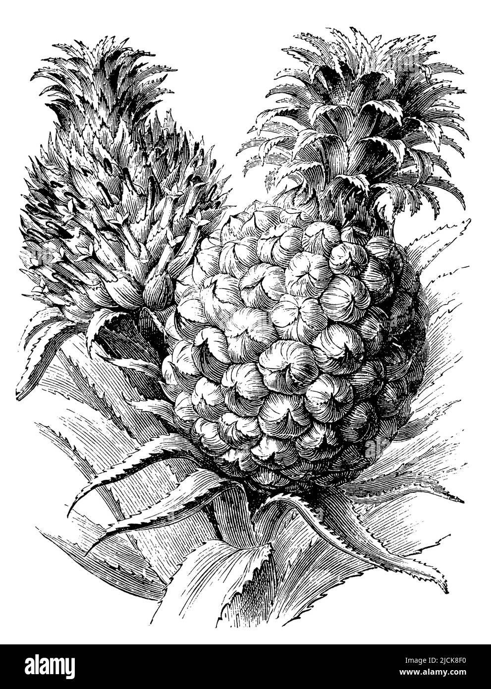 pineapple, Ananas comosus Syn. Ananas sativus, (botany book, 1898