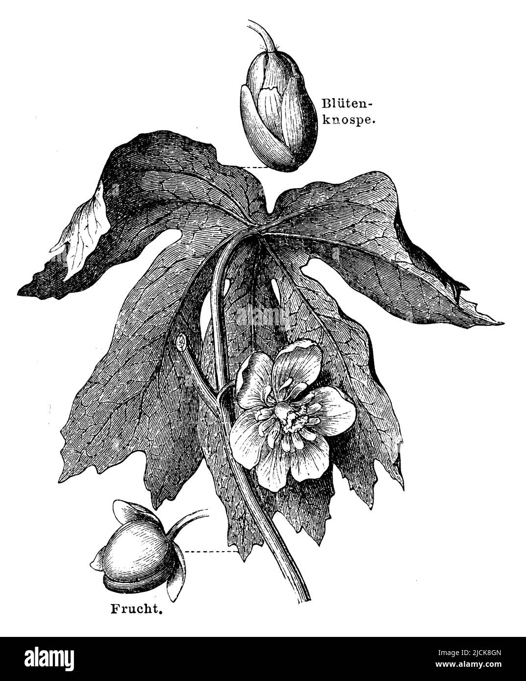 mayapple, Podophyllum peltatum,  (encyclopedia, 1885), Schildförmiges Fußblatt, Podophylle pelté Stock Photo