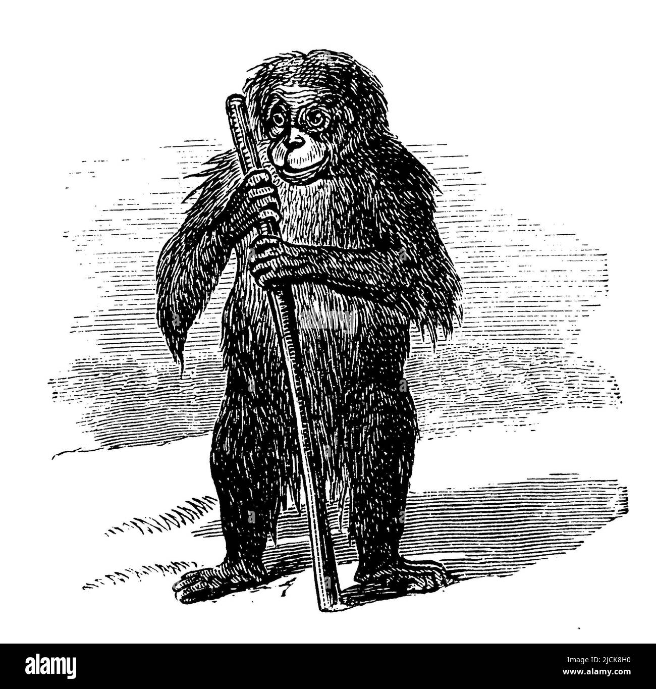 Chimpanzee, Pan troglodytes,  (primer, 1870), Schimpanse, Chimpanze Stock Photo