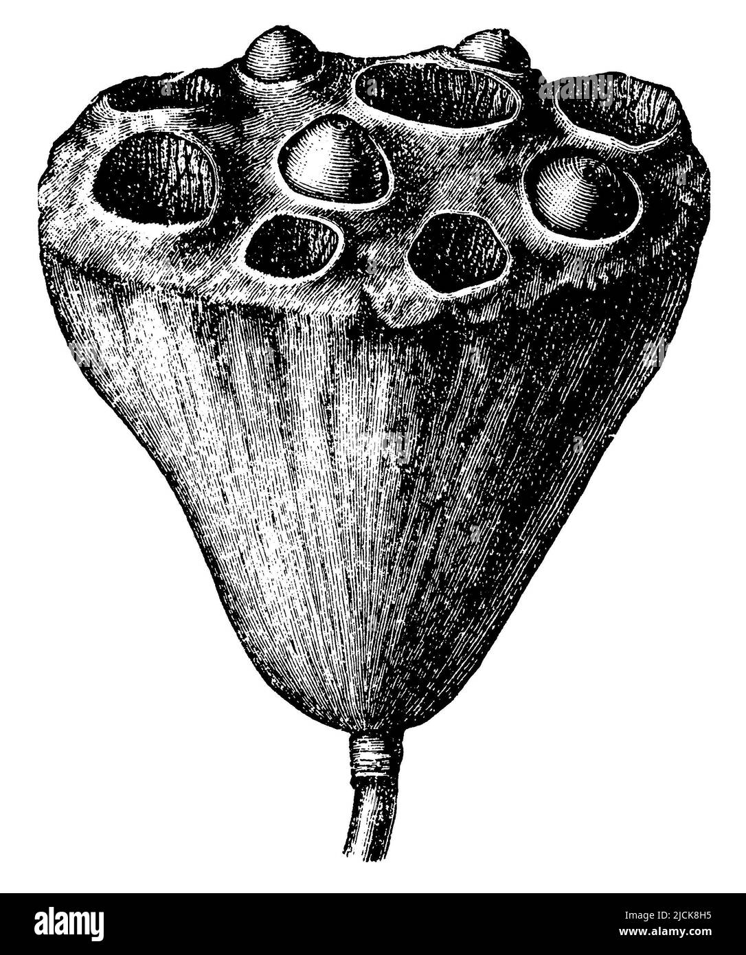 Nelumbo nucifera, fruit, Nelumbo nucifera,  (botany book, 1897), Indische Lotosblume, Sammelfrucht, lotus sacré, fruit Stock Photo