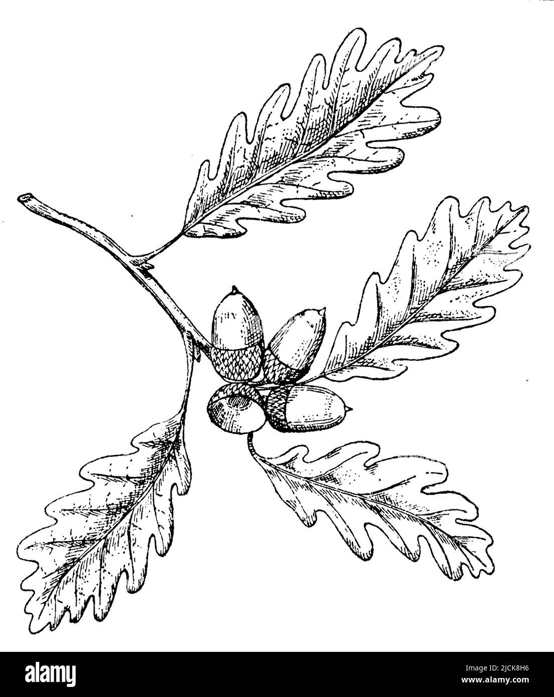 sessile oak, Quercus petraea,  (botany book, 1910), Traubeneiche, chêne rouvre Stock Photo