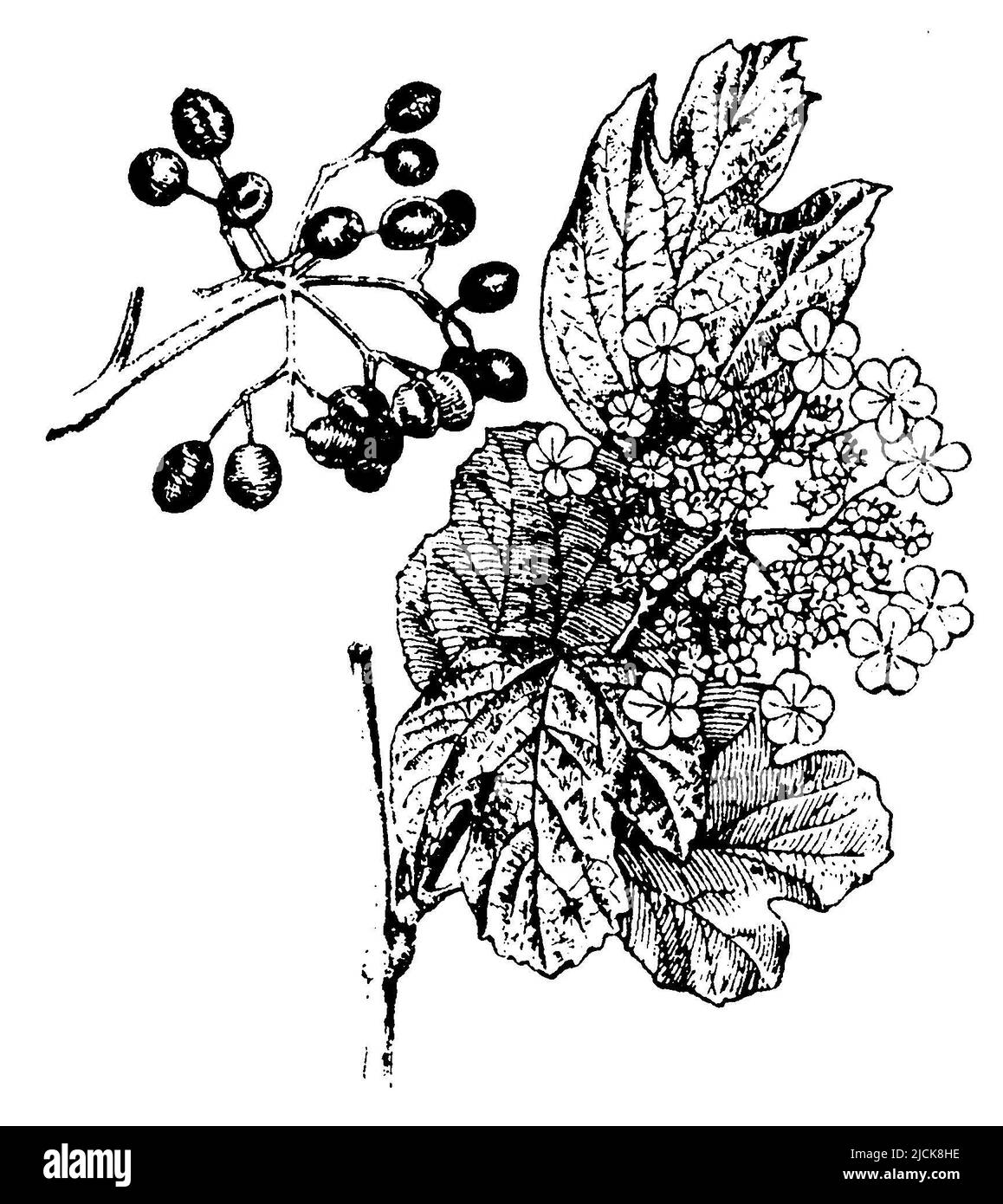 guelder-rose, Viburnum opulus,  (botany book, 1910), Schneeball, viorne obier Stock Photo