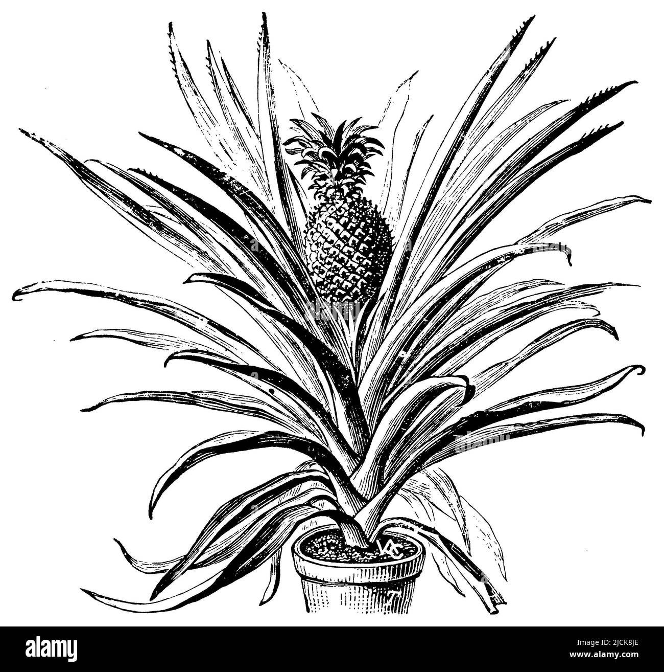 pineapple, Ananas comosus Syn. Ananas sativus, (printing pattern book ...