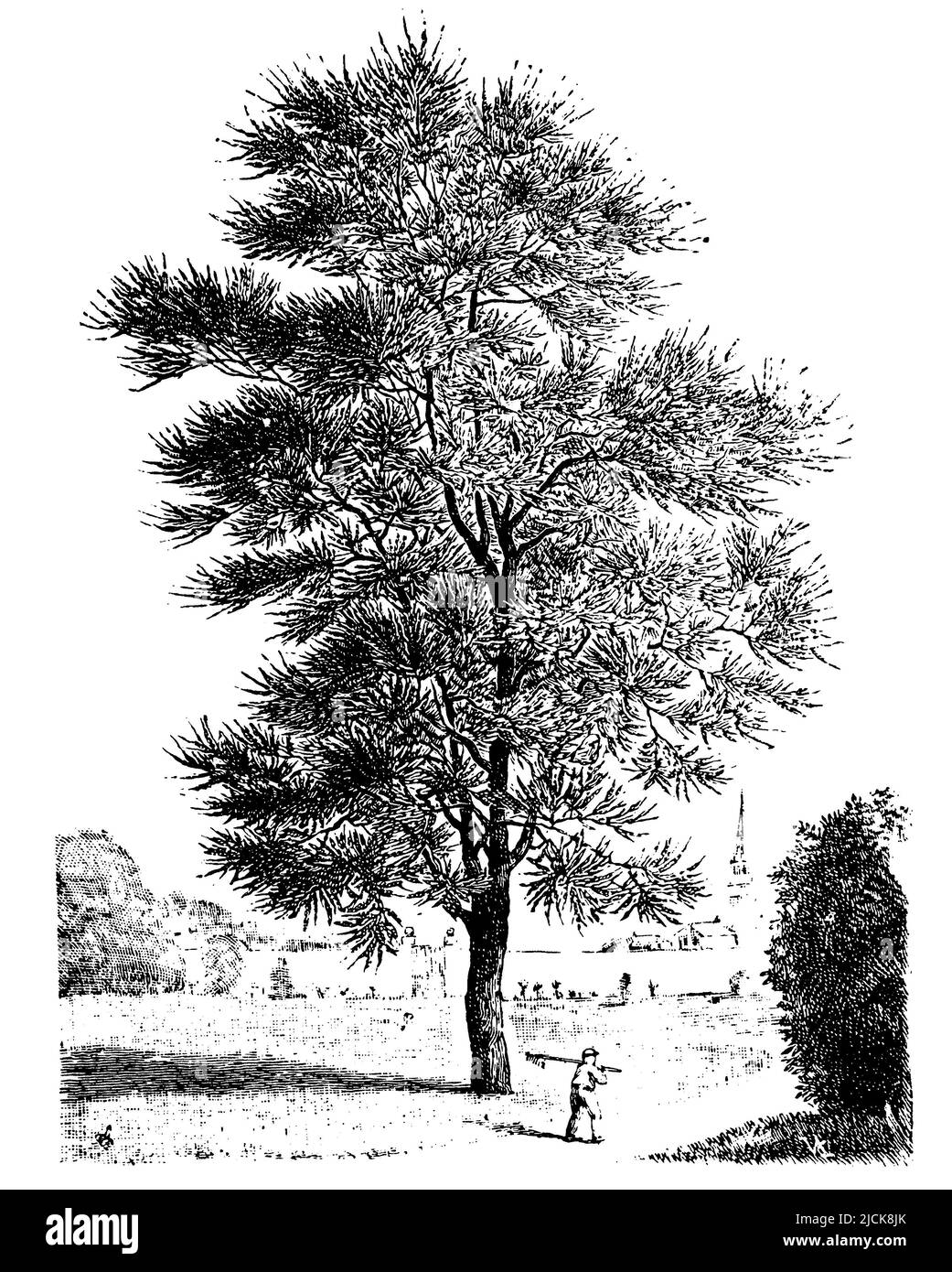 Judas tree, flowering, Cercis siliquastrum,  (, 1911), Judasbaum, blühend, Arbre de Judée, en fleur Stock Photo