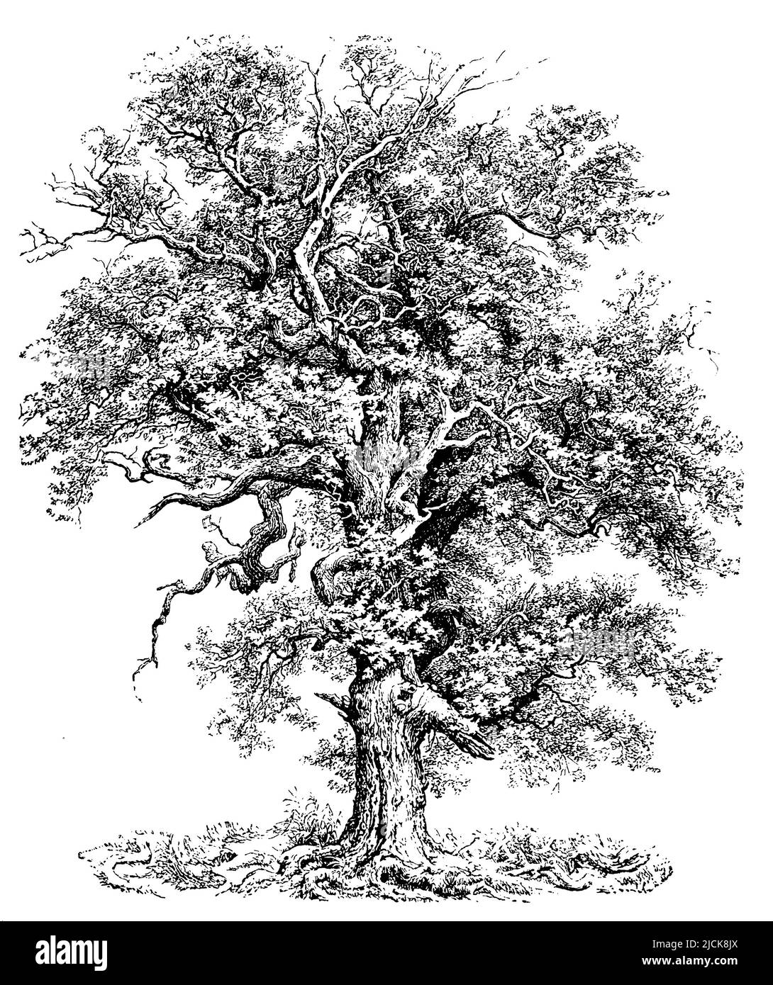 French oak, Quercus robur,  (encyclopedia, 1898), Stieleiche, chêne pédonculé Stock Photo