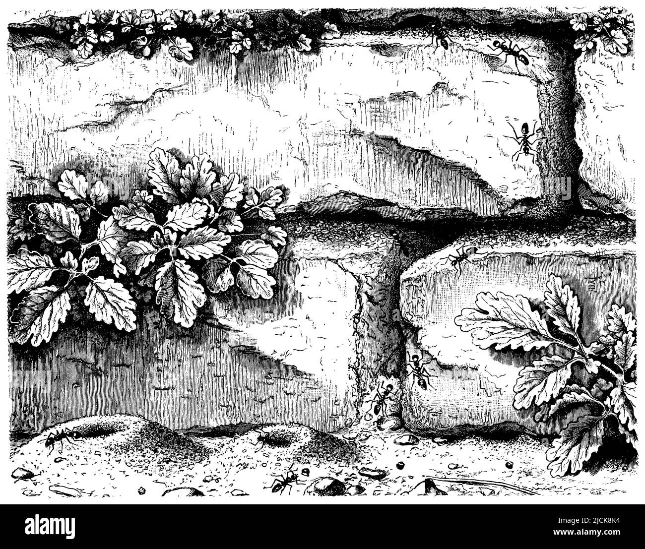 greater celandine on an ant trail, Chelidonium majus,  (botany book, 1899), Schöllkraut an einer Ameisenstraße, Grande Chélidoine sur une route de fourmis Stock Photo