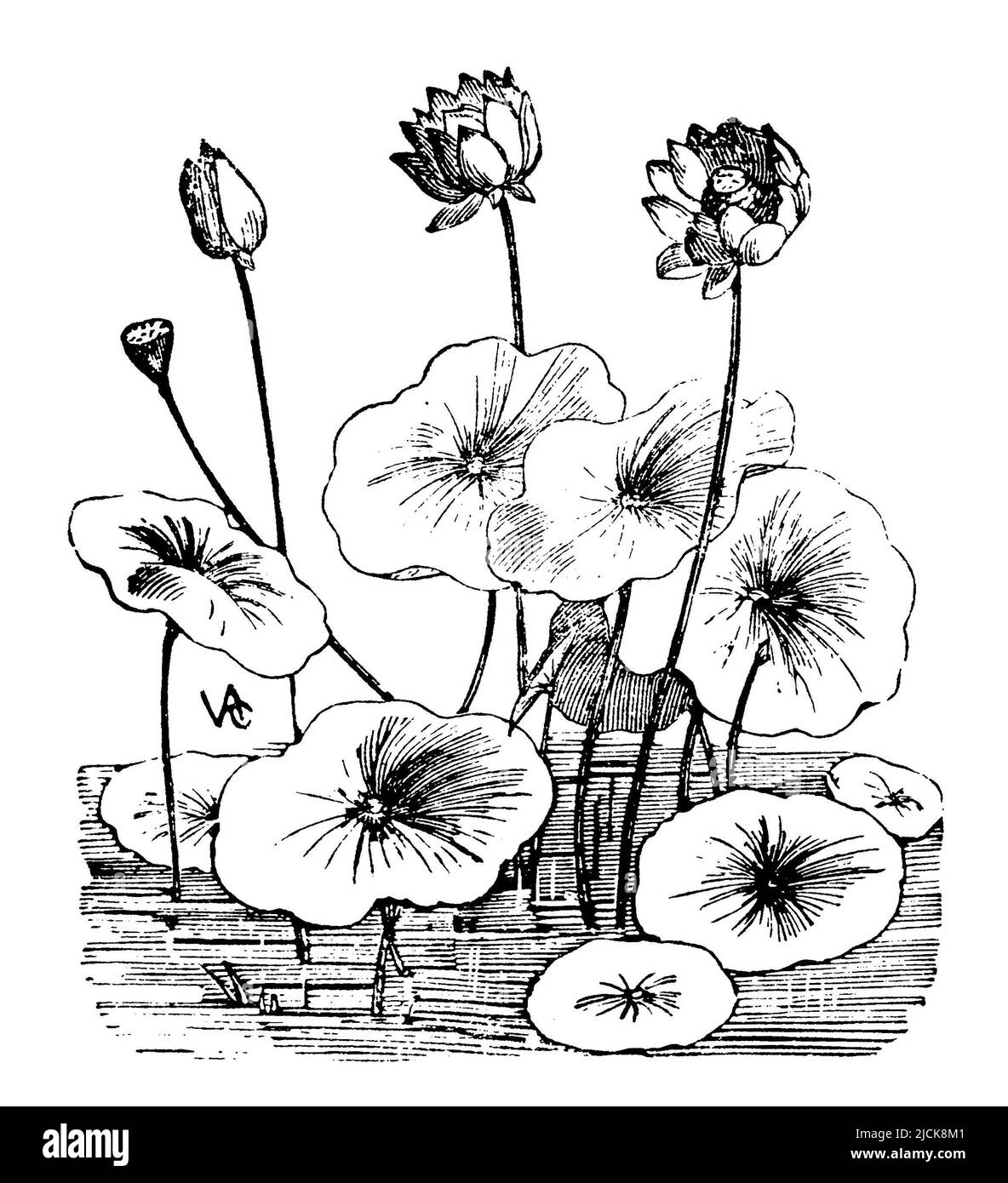Nelumbo nucifera, Nelumbo nucifera,  (, 1911), Indische Lotosblume, lotus sacré Stock Photo