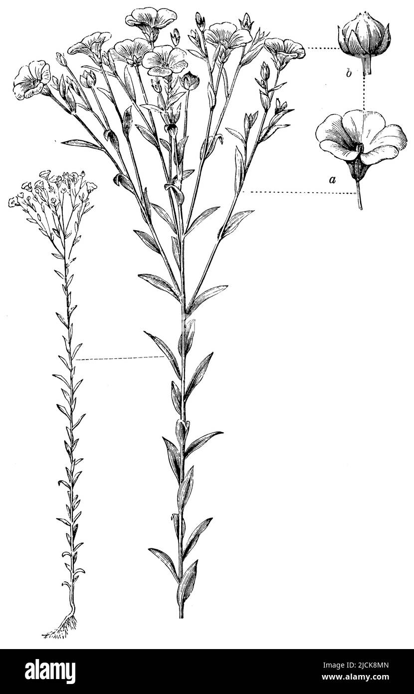 Linseed linum usitatissimum Black and White Stock Photos & Images - Alamy