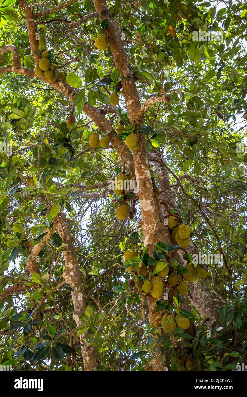 Jackfruit Tree (Artocarpus heterophyllus) with a lot of hanging Fruits, Cape Tribulation