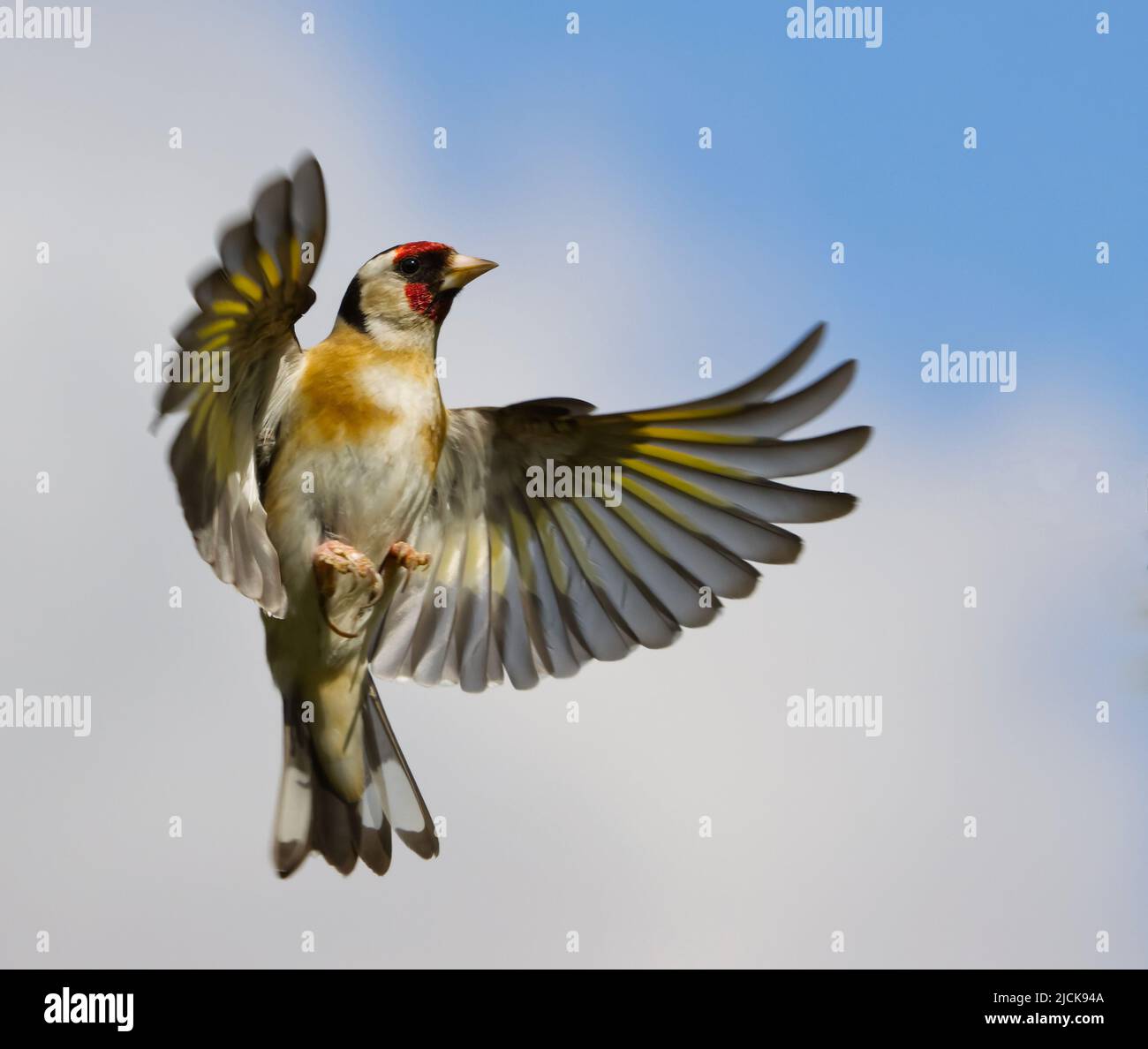 Goldfinch in flight Stock Photo