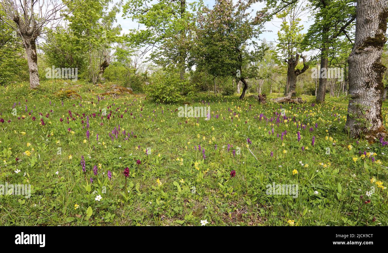 Wooded meadow with orchids Stock Photo