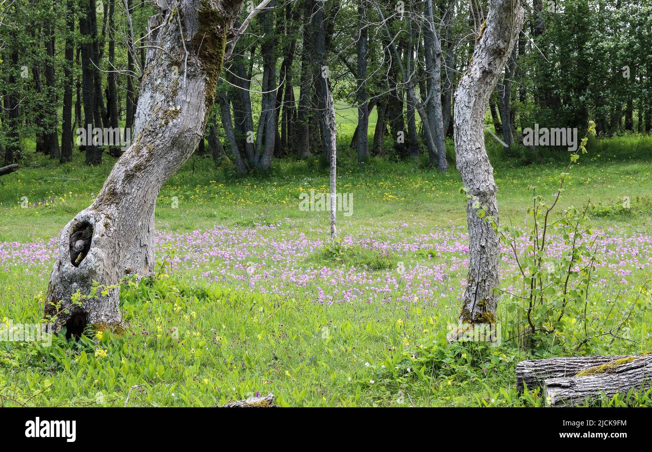 Wooded meadow with primroses Stock Photo