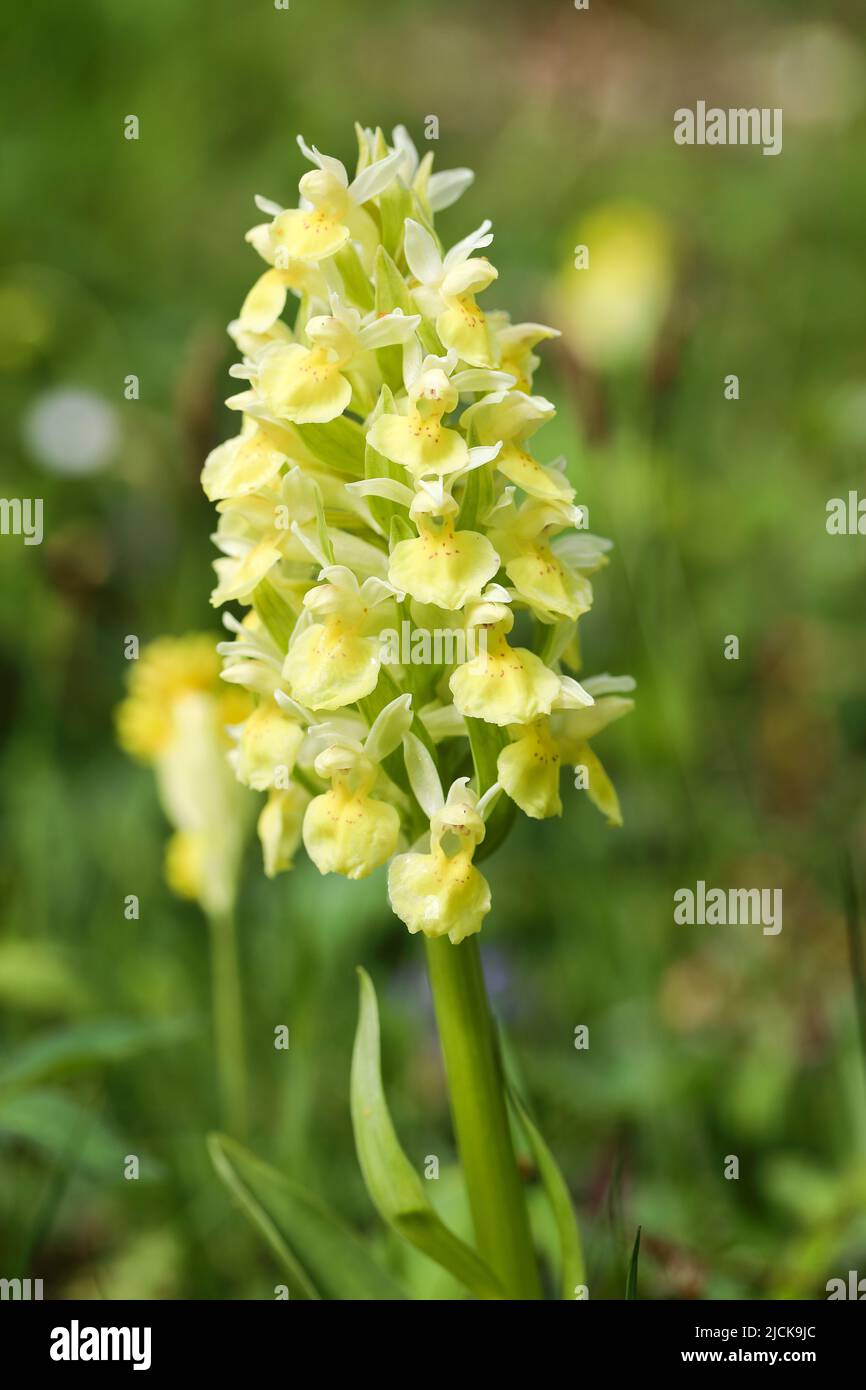 Elder-flowered orchid Stock Photo