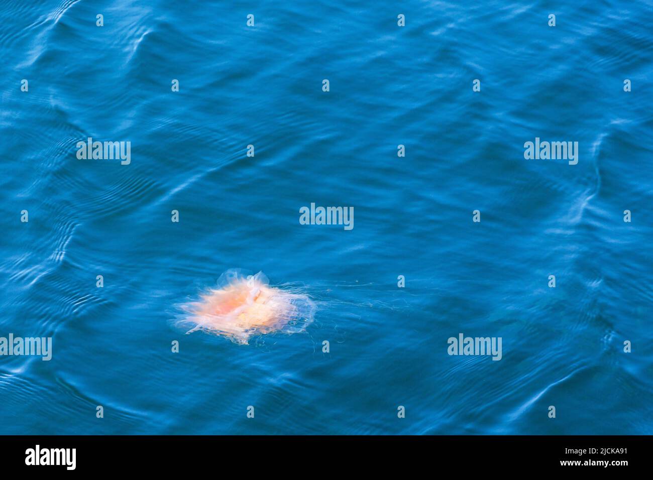 lions-mane-jellyfish-capillata-swimming-hi-res-stock-photography-and