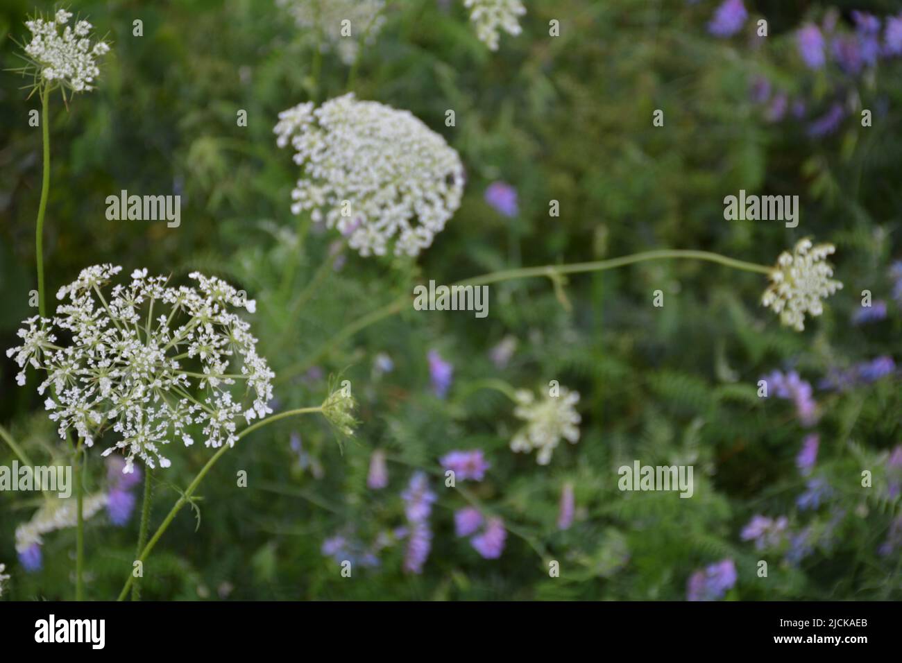Cavendish Beach at Prince Edward Island Stock Photo Alamy
