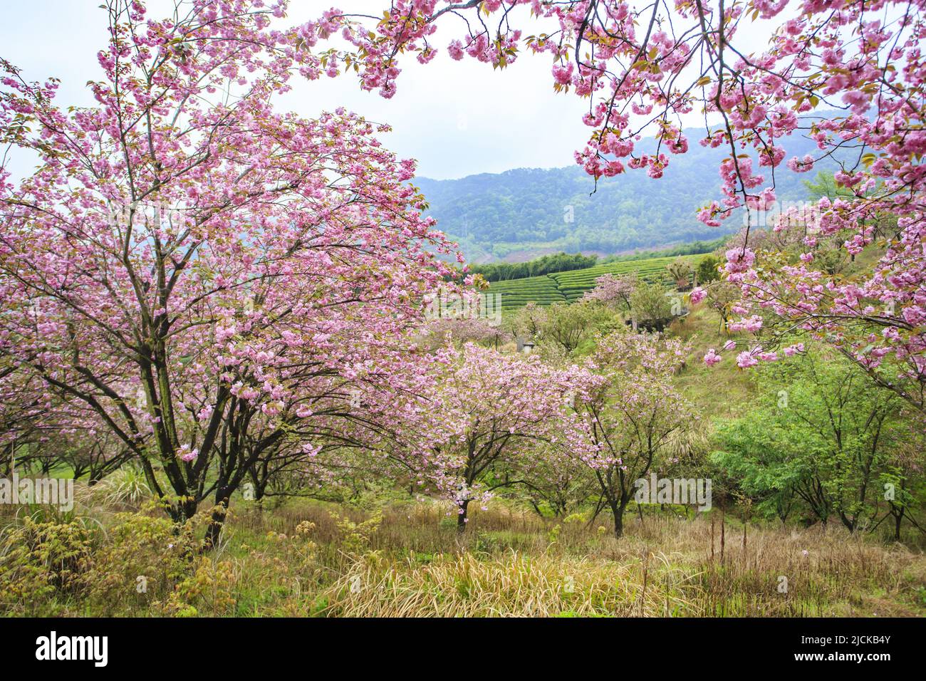 Plum blossoms, Stock Photo