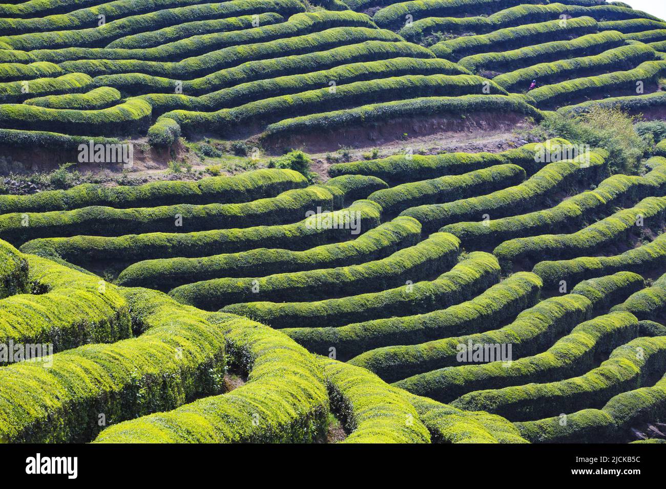 Green tea garden terrace Stock Photo Alamy