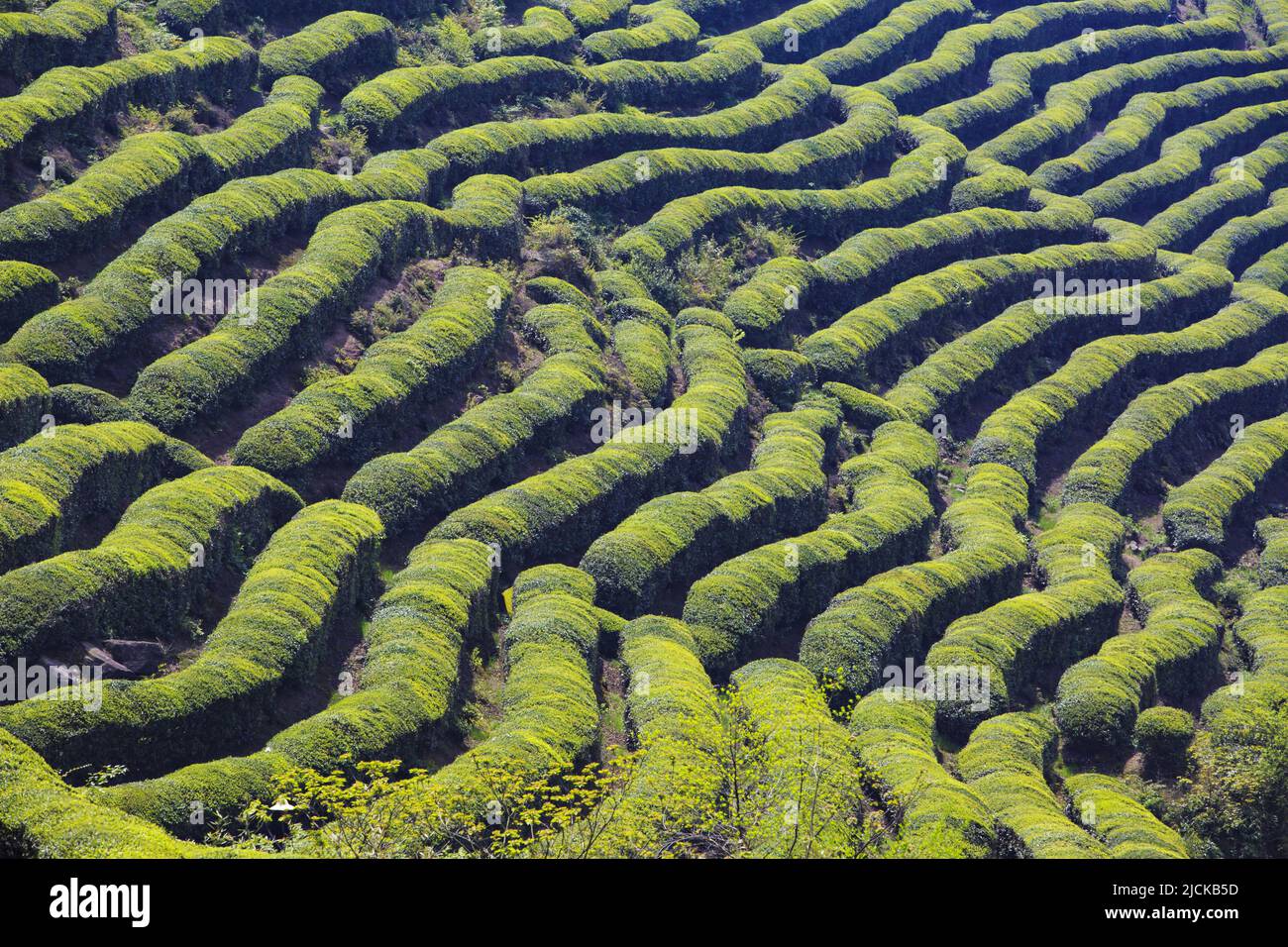 Green tea garden terrace Stock Photo Alamy