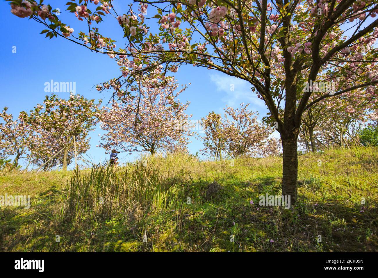 Plum blossoms, Stock Photo