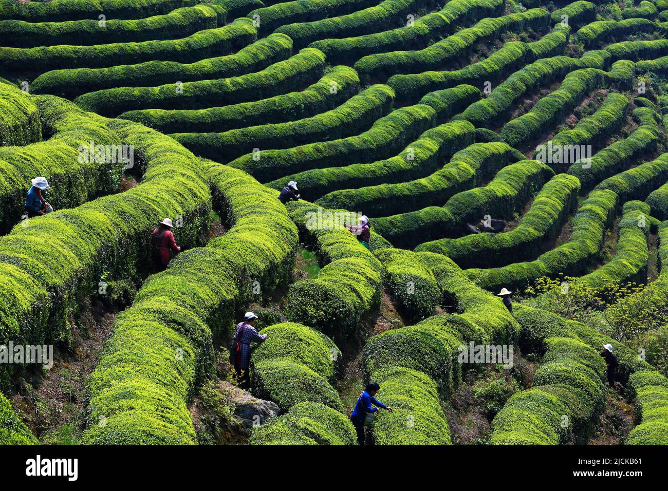 Green tea garden terrace Stock Photo Alamy