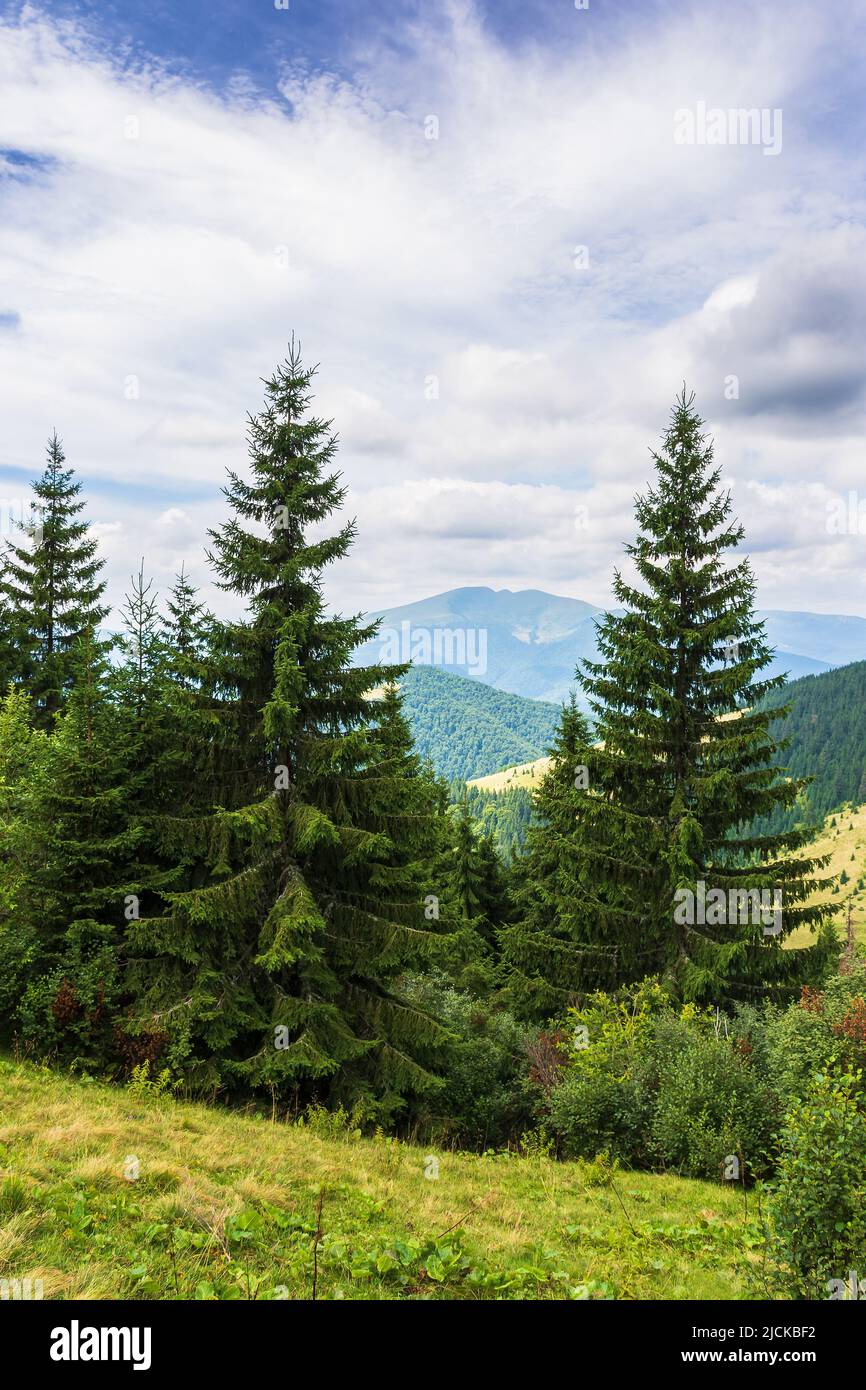 Tree Scenic trees on the grassy meadow. beautiful nature scene on a cloudy ...