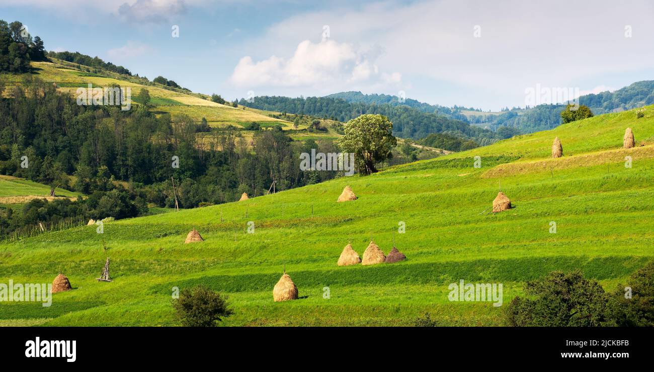 rural landscape in mountains. haystacks on the hill near the forest. sunny weather with clouds on the sky. rustic carpathian scenery in summer Stock Photo