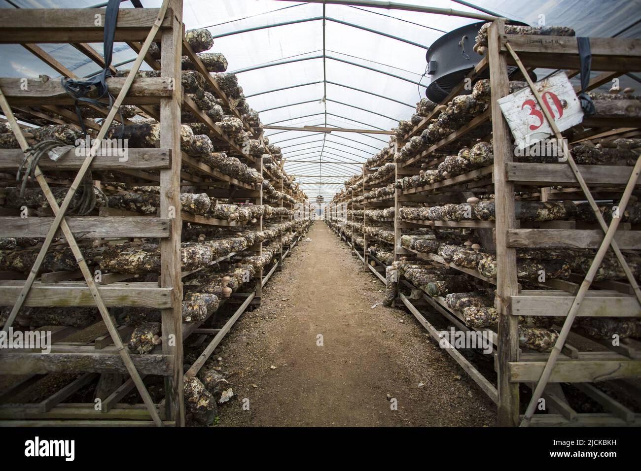 Mushroom cultivation hires stock photography and images Alamy