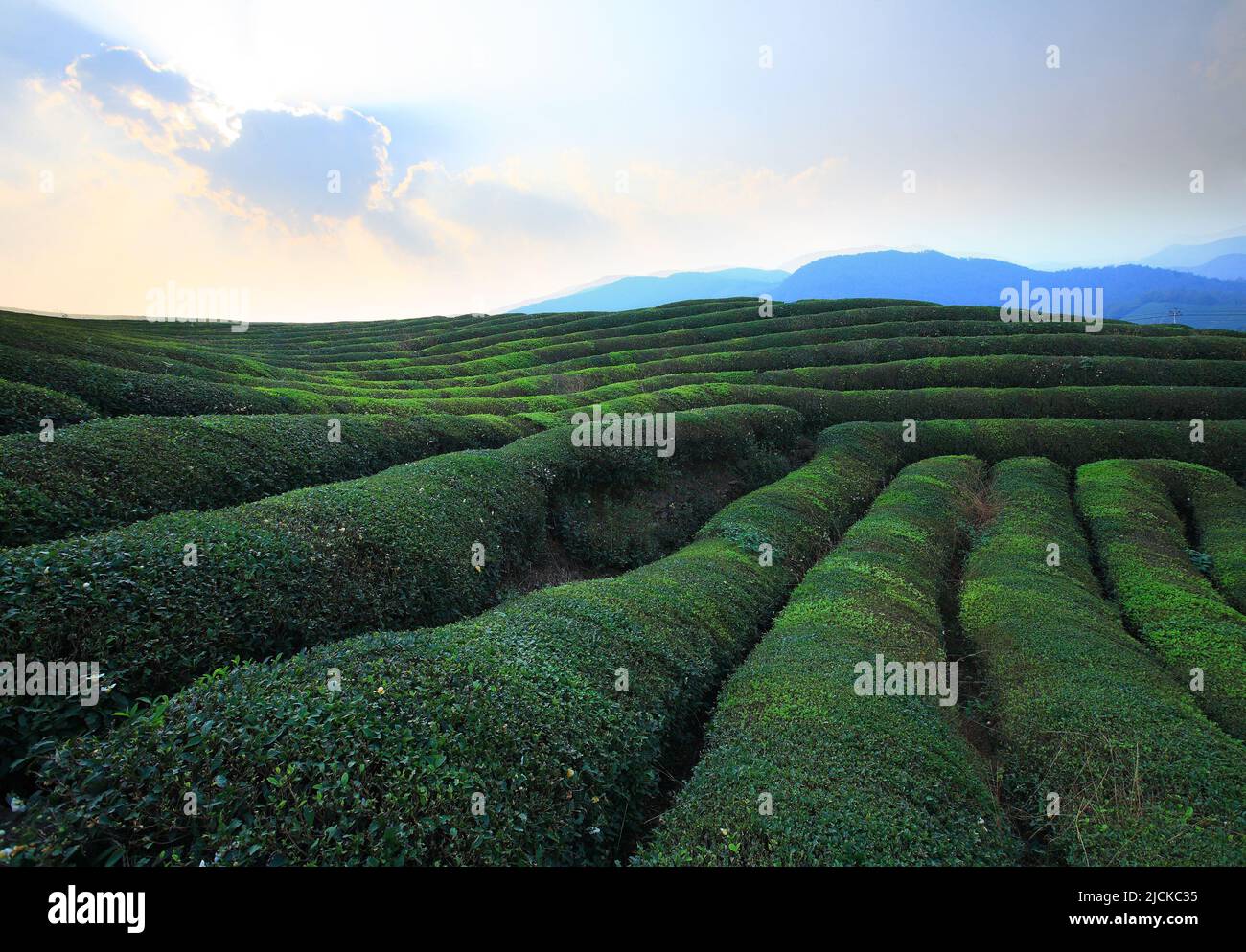 Green tea garden terrace Stock Photo Alamy