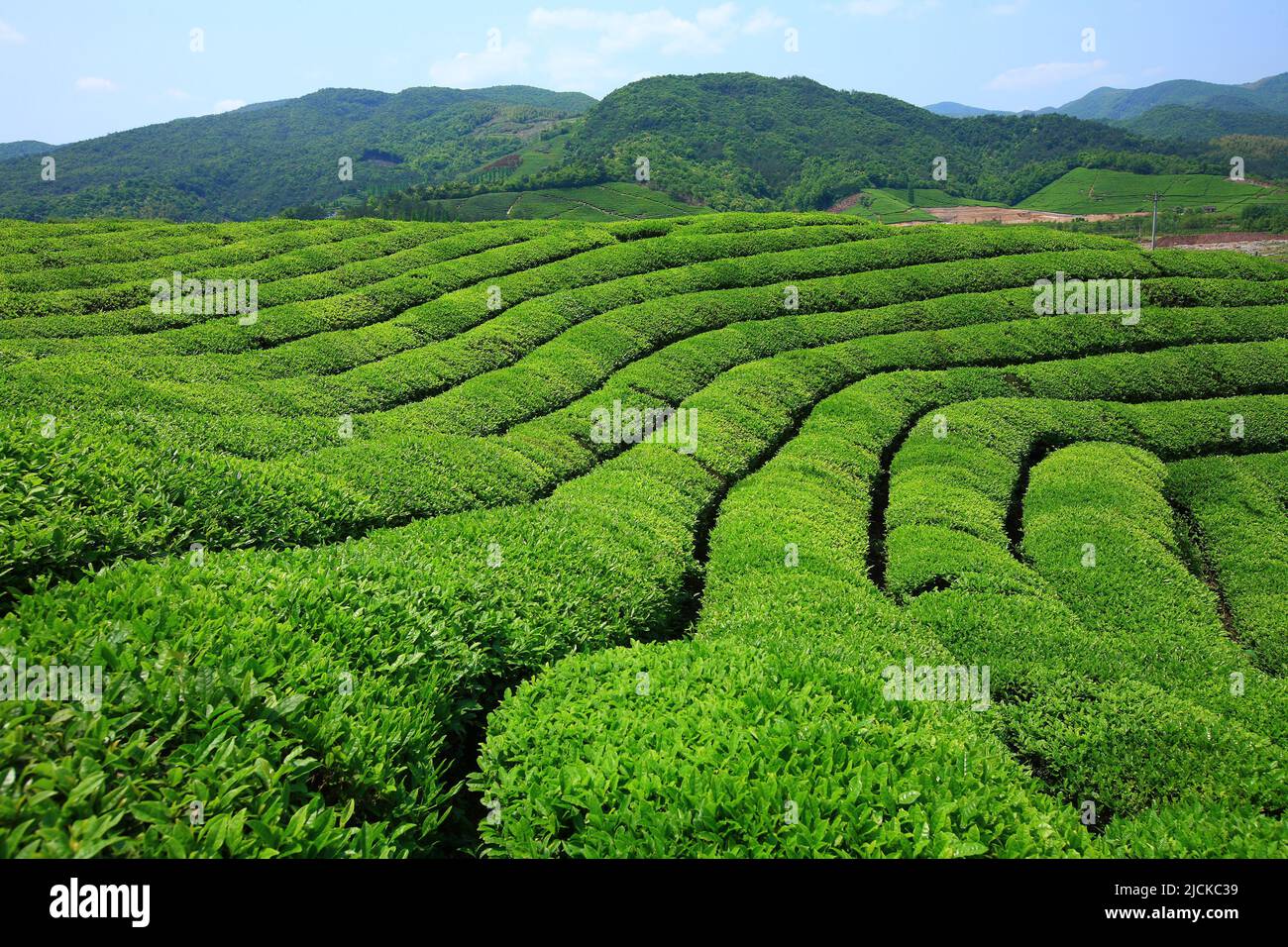 Green tea garden terrace Stock Photo Alamy