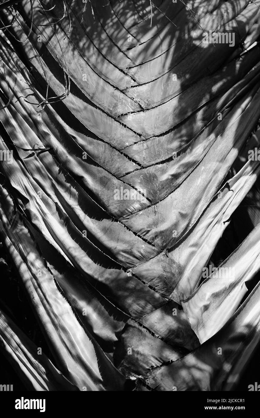 A thick and dense stalk of the typical and common banana tree in black