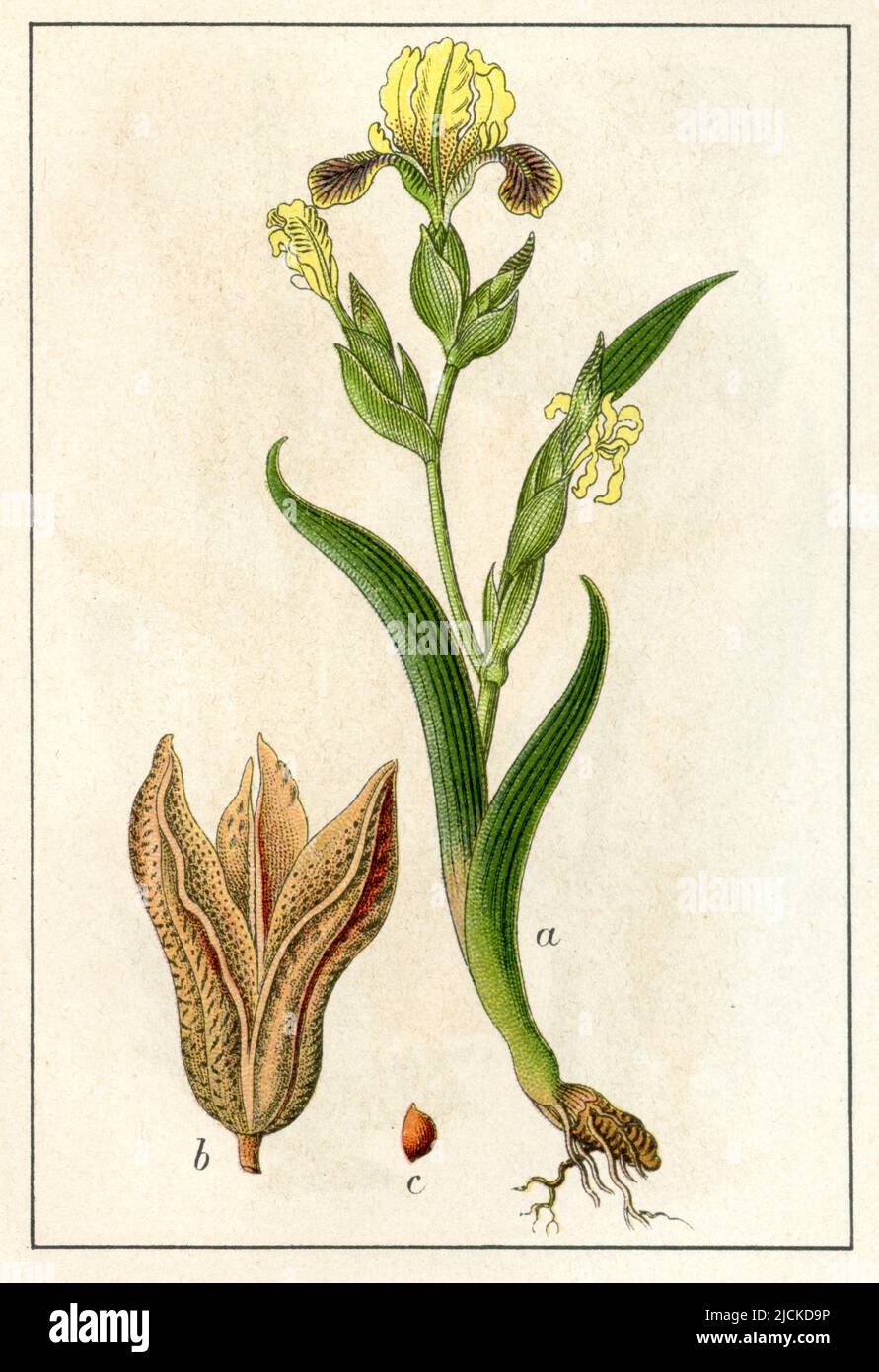 Iris variegata Iris variegata,  (botany book, 1906), Bunte Schwertlilie Stock Photo