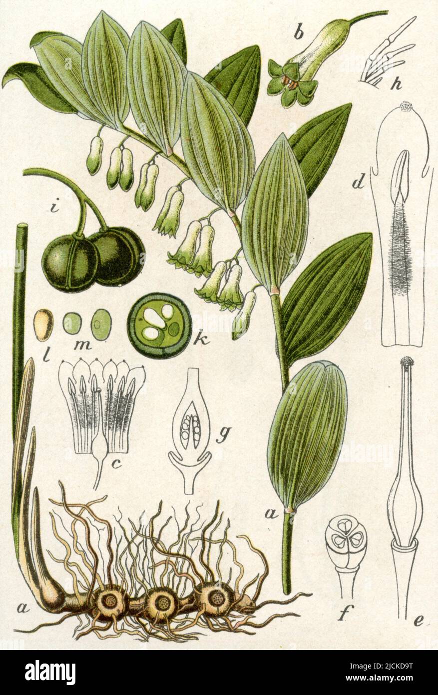 polygonatum multiflorum