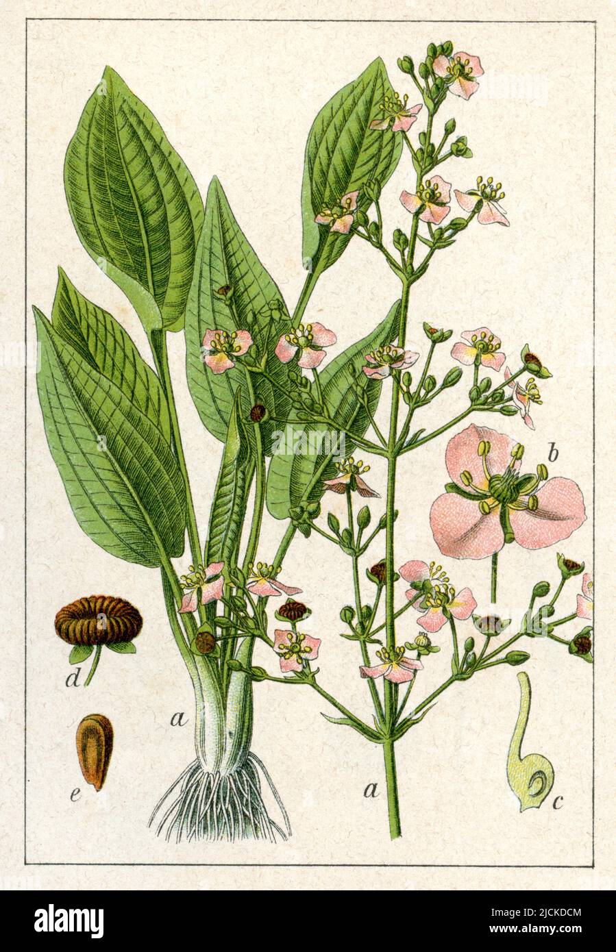 European water-plantain Alisma plantago-aquatica,  (botany book, 1905), Froschlöffel Stock Photo