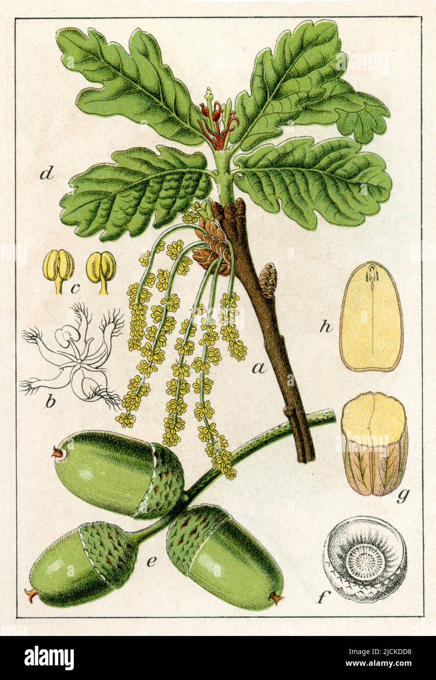 French oak Quercus robur,  (botany book, 1905), Stieleiche Stock Photo