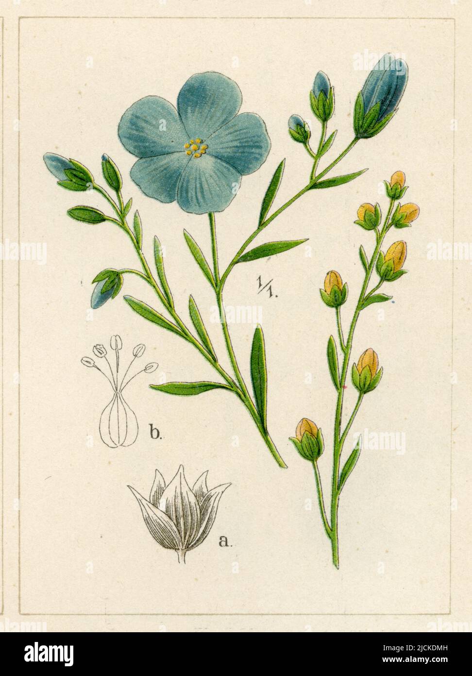 common flax or linseed Linum usitatissimum,  (garden book, 1896), Lein Stock Photo