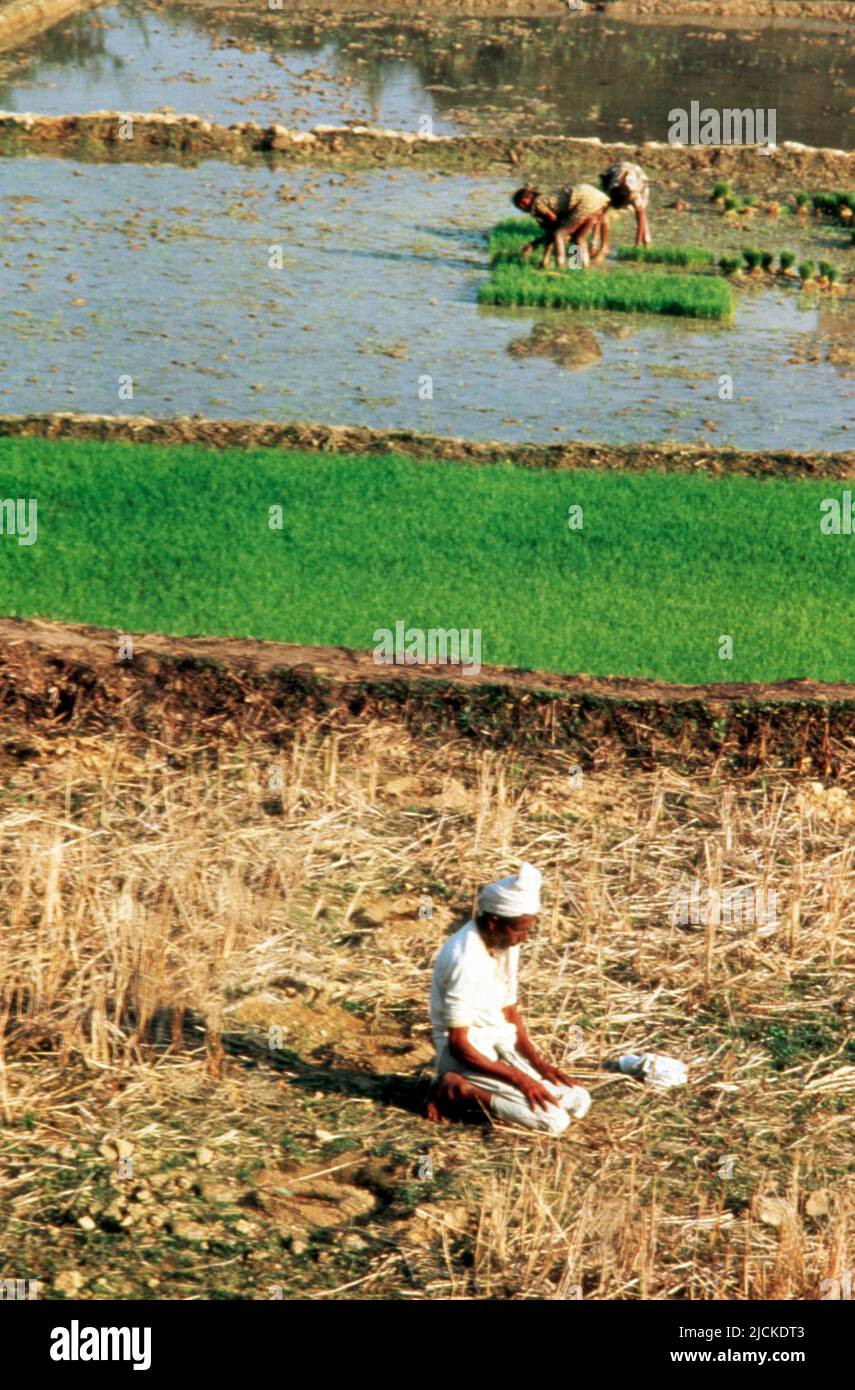 Cox's Bazar Bangladesh Man Kneeling Praying in the Middle of Working in Rice Field Stock Photo